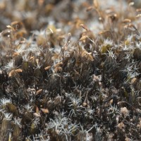 Heath Star-moss